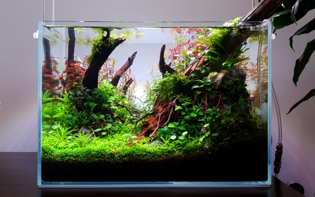 aquarium plants